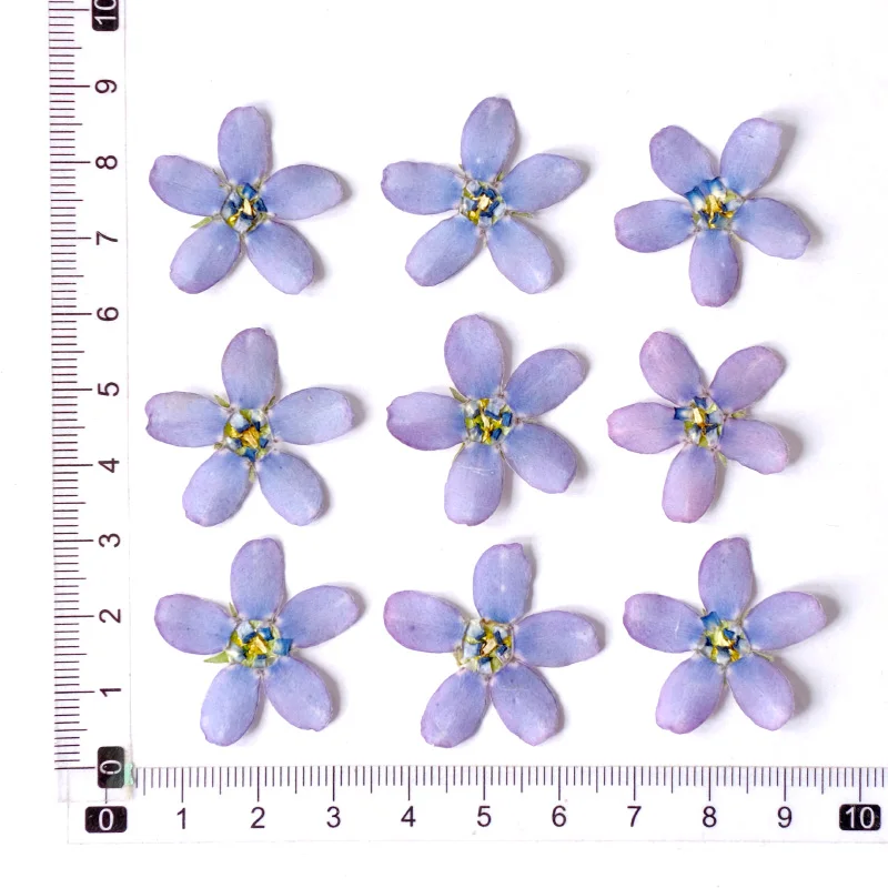 12 шт./2-3 см синяя звезда Амсонии прессованная цветочная голова сухой цветок чехол