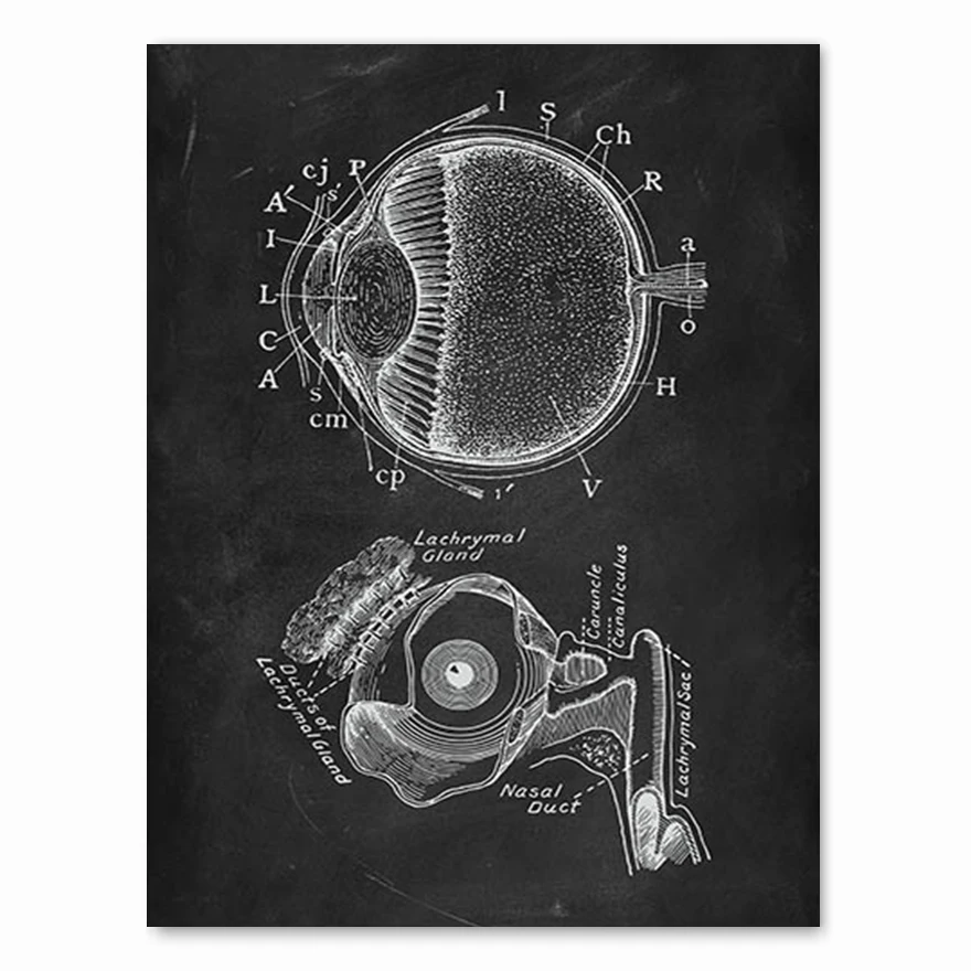 

Картина анатомия человека