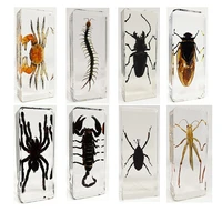 insect specimens resin embedded animal creatures starfish butterfly dragonfly beetle mantis locust fish shrimp model