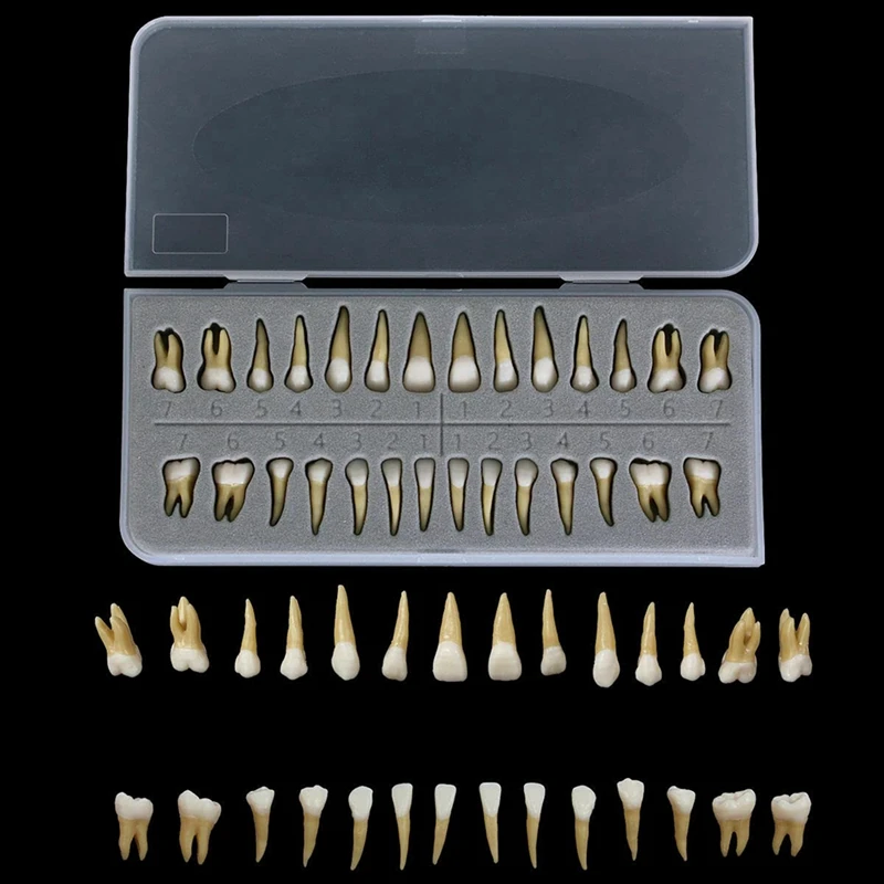 

28Pcs Tooth Model 1:1 Permanent Teeth Model Resin Tooth Demonstration Tooth Education Teach Study Durable