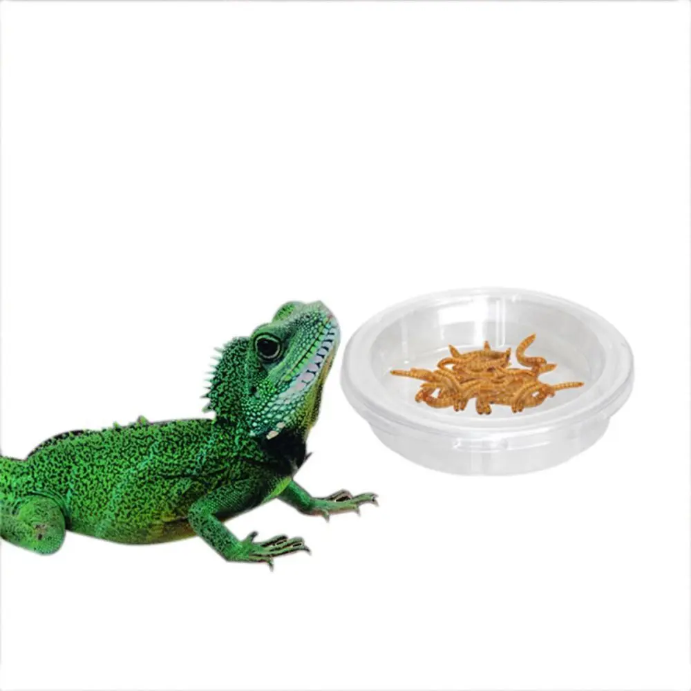 

5pcs Transparent Reptile Feeding Dish Plastic Lizard Food Bowl Reptile Terrarium for Bird Insect Spider Ants