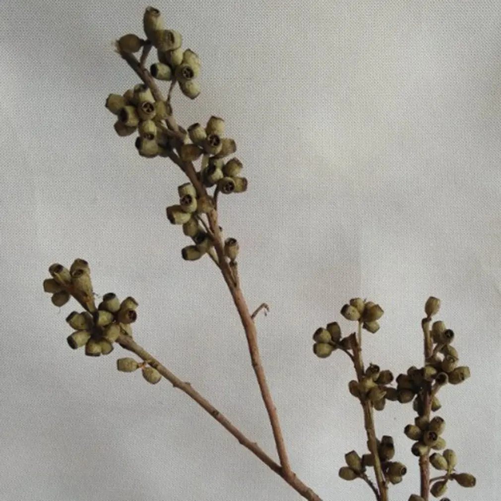 

Decorative Natural Dried Flowers Zombie Fruits Dry Eucalyptus Fruits Bouquet for Immortal Flower DIY Material