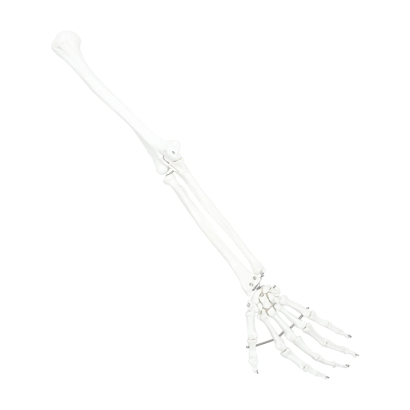 

Human Arm Joint Model Human Hand Model Plastic Medical Teaching Aids