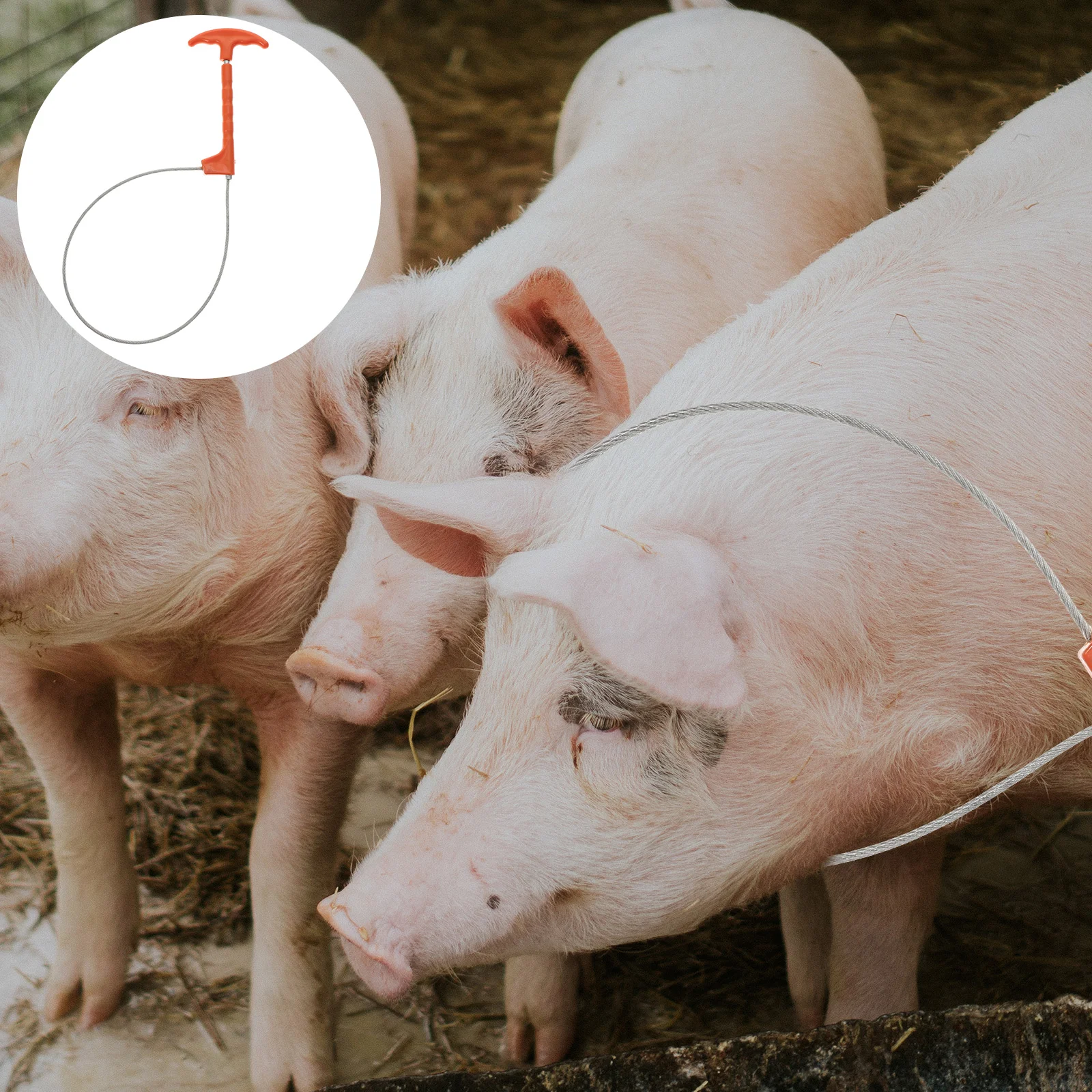 

Set Holder Catcher Self-Locking Mechanism Use Wire Rope Lamb Farm Equipment Piggy Tool Accessory Steel Trap