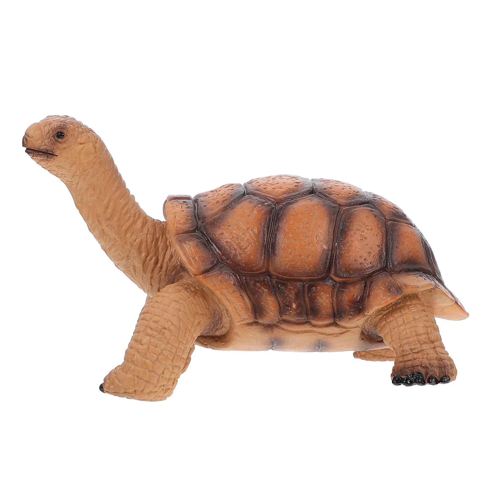 

Realistic Tortoise Model Vivid Tortoise Model Animal Model