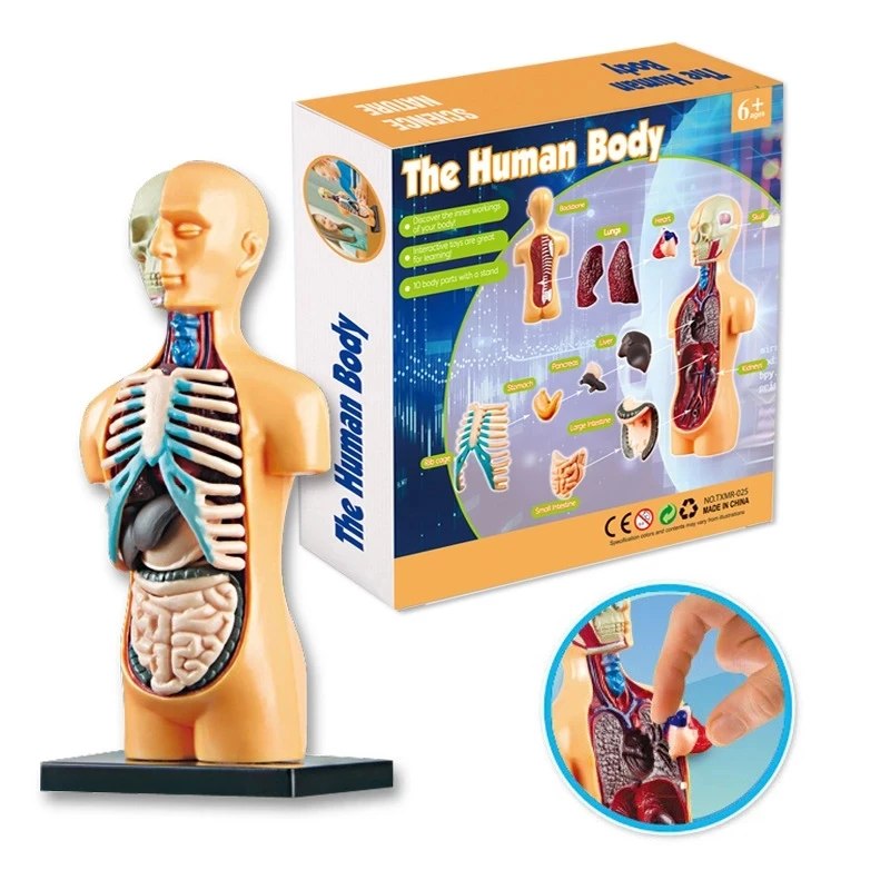 3D человеческий ТОРС модель анатомии тела игрушка сборка человеческого Обучающие
