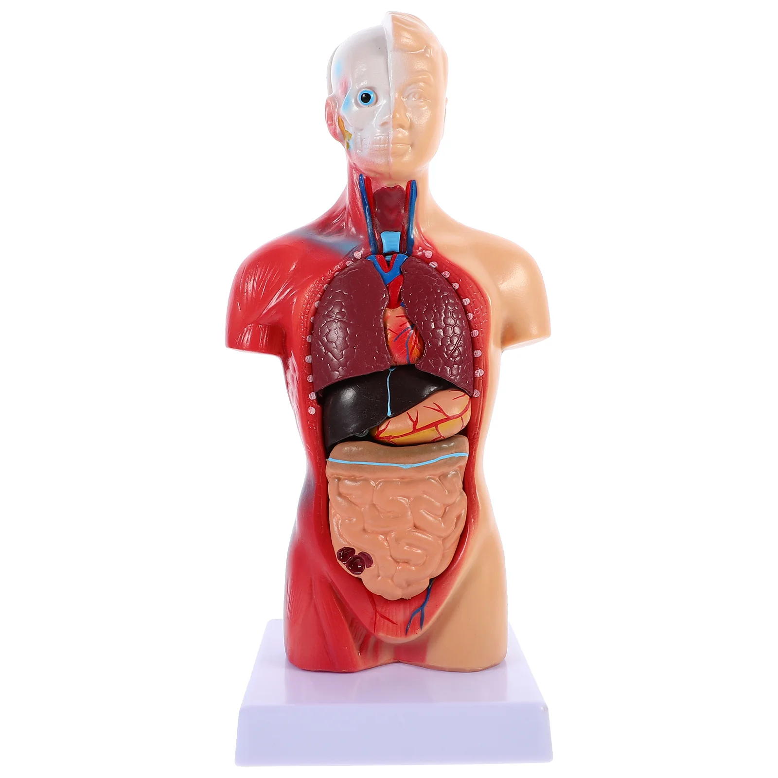 

Mannequin Anatomical Torso Model Anatomy Teaching Organs Human Body Kids Educational Toys Silicone manikin Injection training