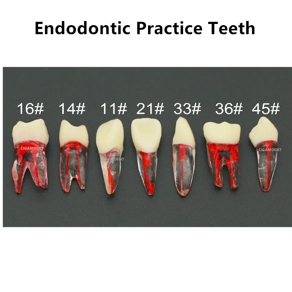 

2PCS Dental Endodontics Teeth Model Endo Root Canal Model Dentistry RCT Students Practice Endo Training Model