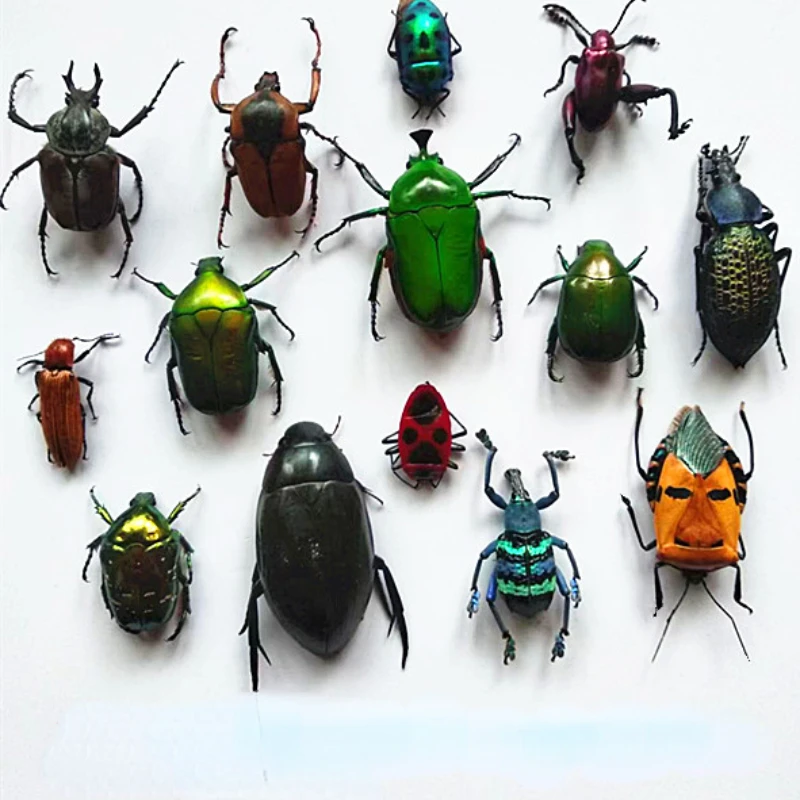 

A1 cargo insect specimen multi species end whole posture wet insect children's gift student gift science teaching aids home dec