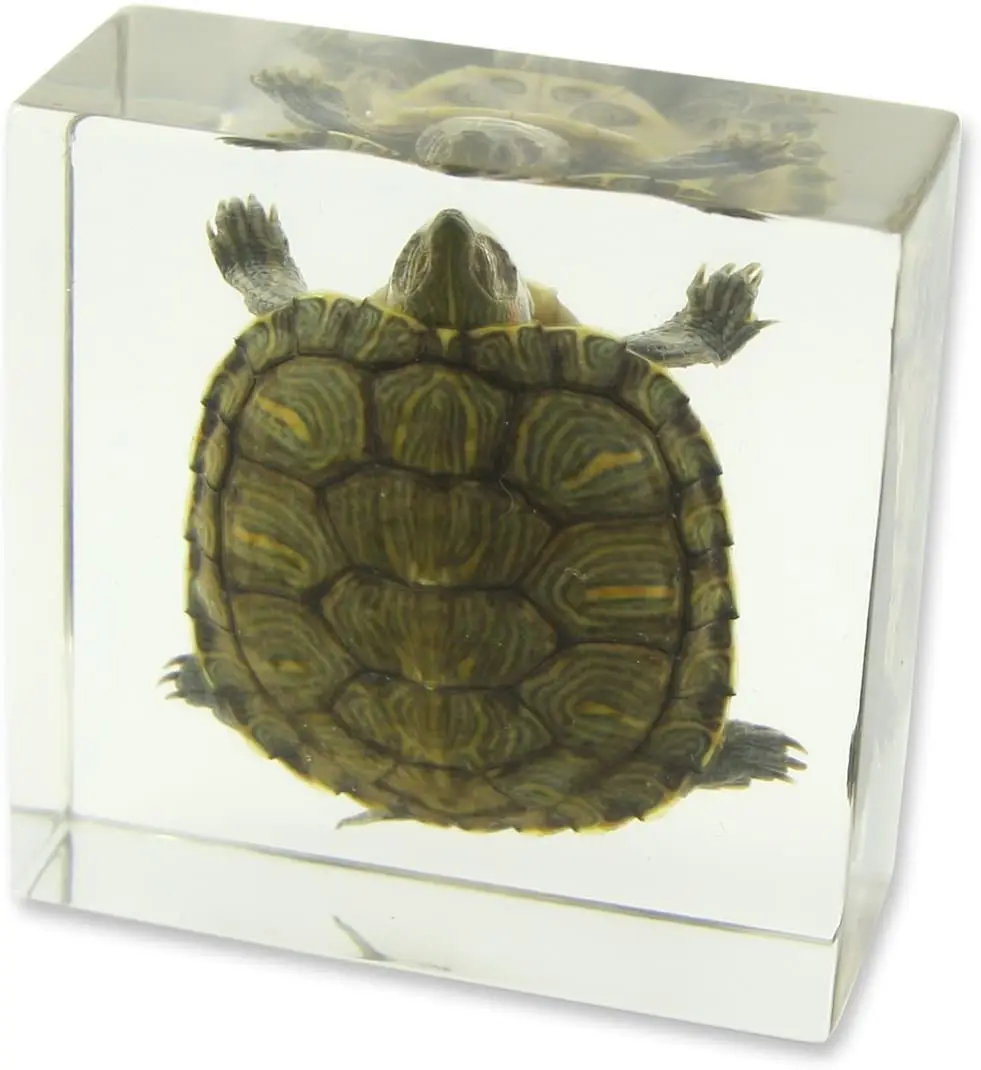 

Taxidermy Large Cuboid Resin Transparent Turtle Specimen Desk Decoration Biology Teaching Children's Cognition for Adults