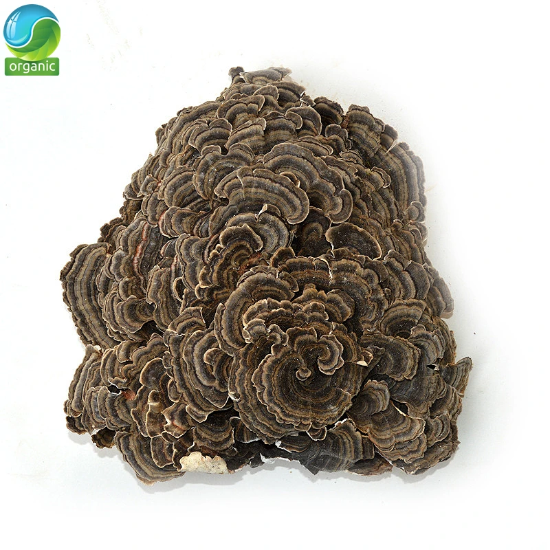 

Pure Coriolus Versicolor Yunzhi Coriolus Versicolor,Wild Dried Rainbow Conk