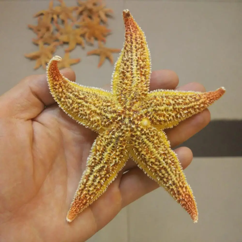 

2Pcs Dried Star fish Sea Star Beach Craft Wedding Party Home Decoration Gift Crafts Starfishes