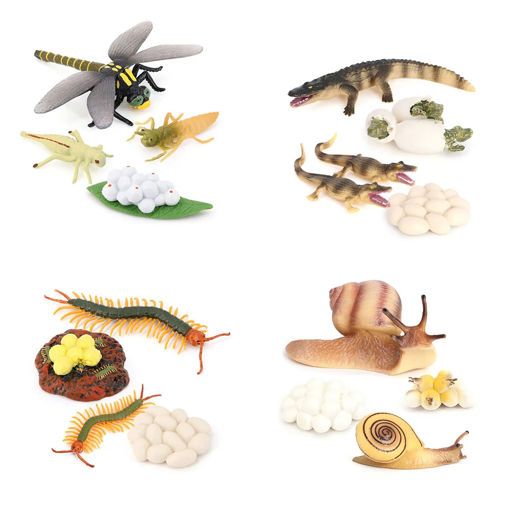 

1 Set Life Cycle Models Exquisite Realistic Creative Simulation Animals Playthings Animal Toy for Children Dragonfly