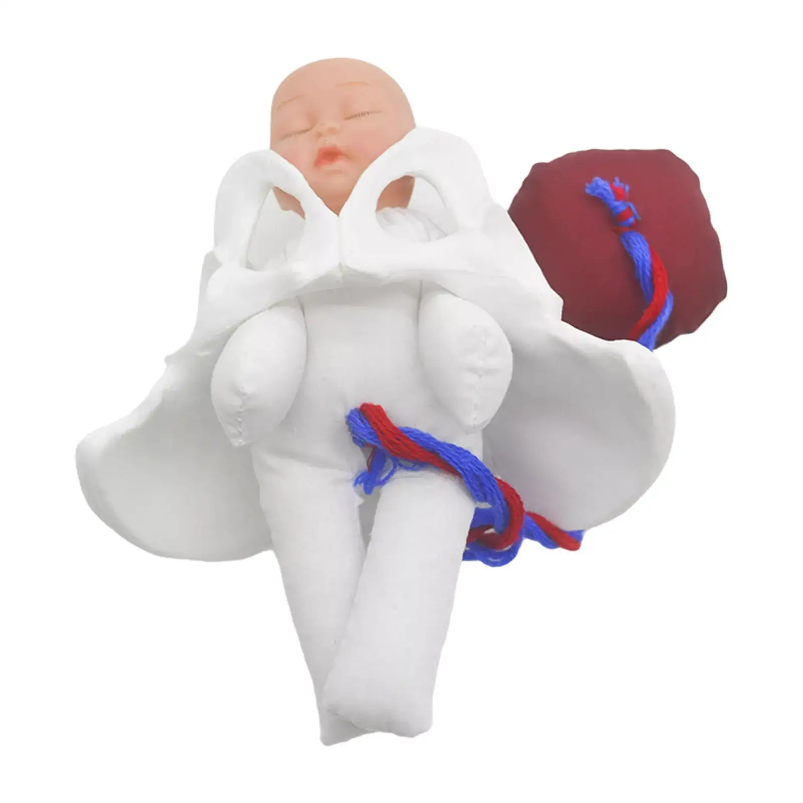 

Female Pelvis Model Childbirth Model for Science Education Teaching Study