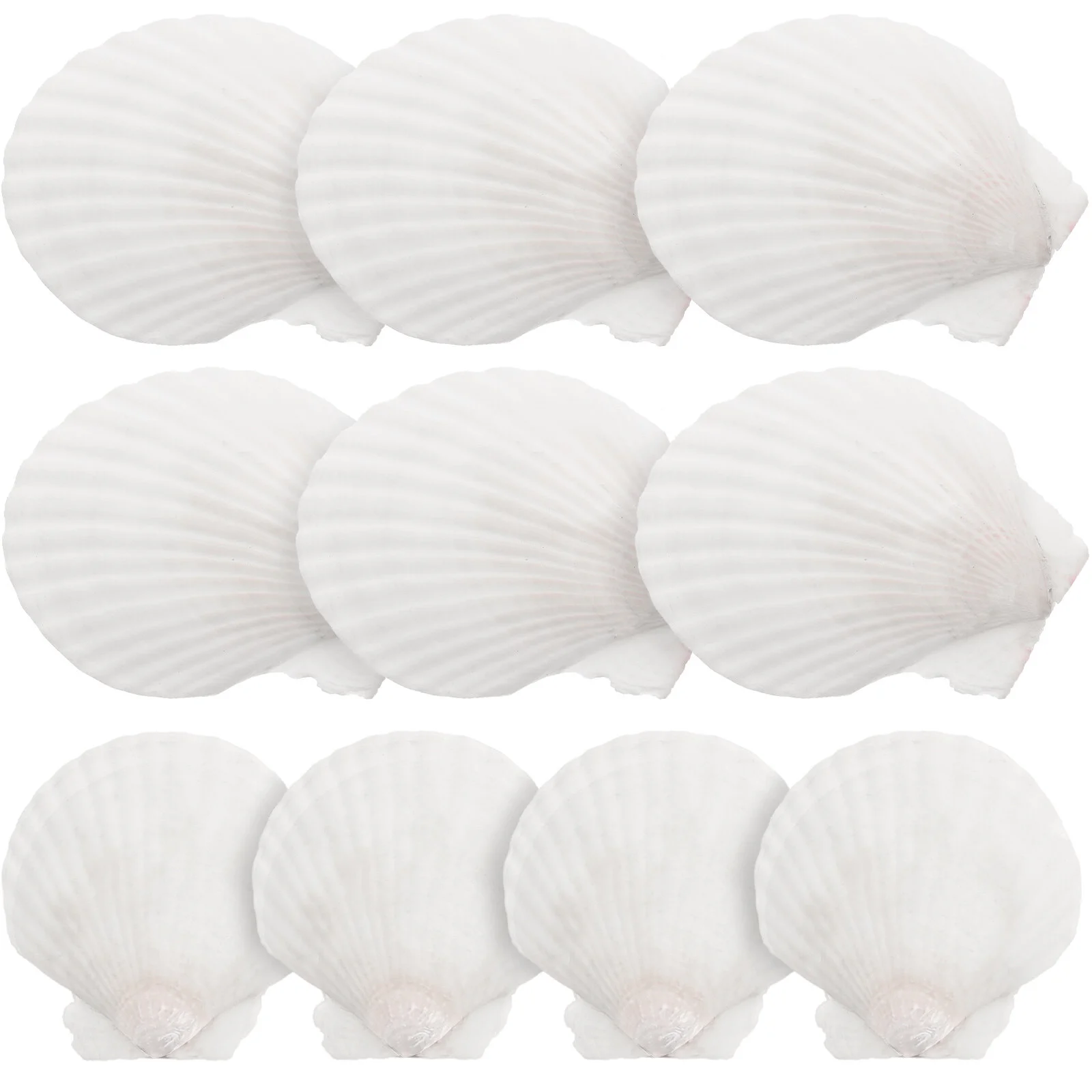 

10 Pcs Natural Shell Decoration DIY Material White Home Accessories Seashells Crafts Aquarium Seaside Fish Tank Set