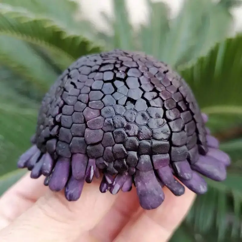 

Морская раковина YQXH