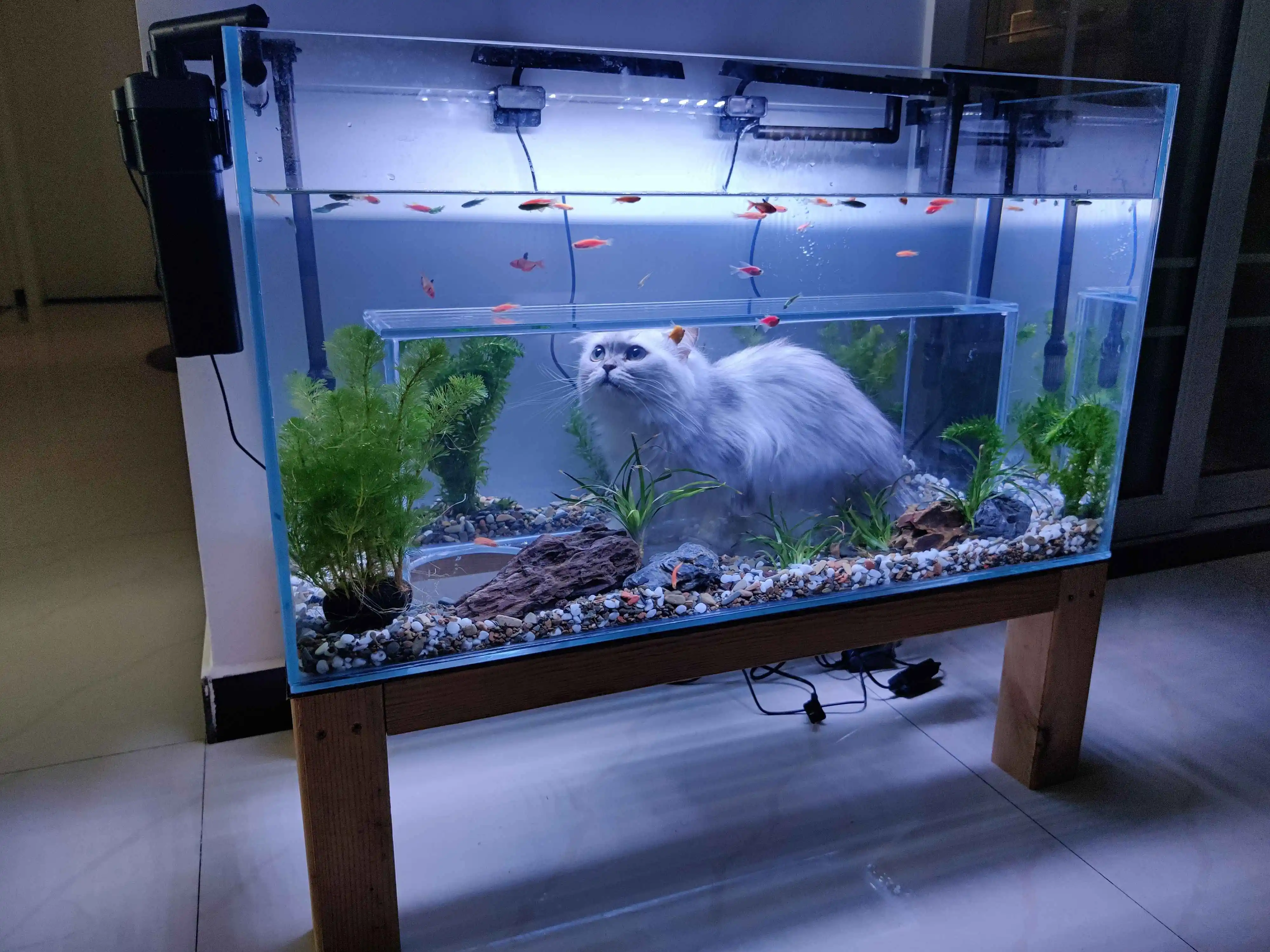 Кошка для просмотра аквариума Алмазное оглядовое стекло Cat Fish