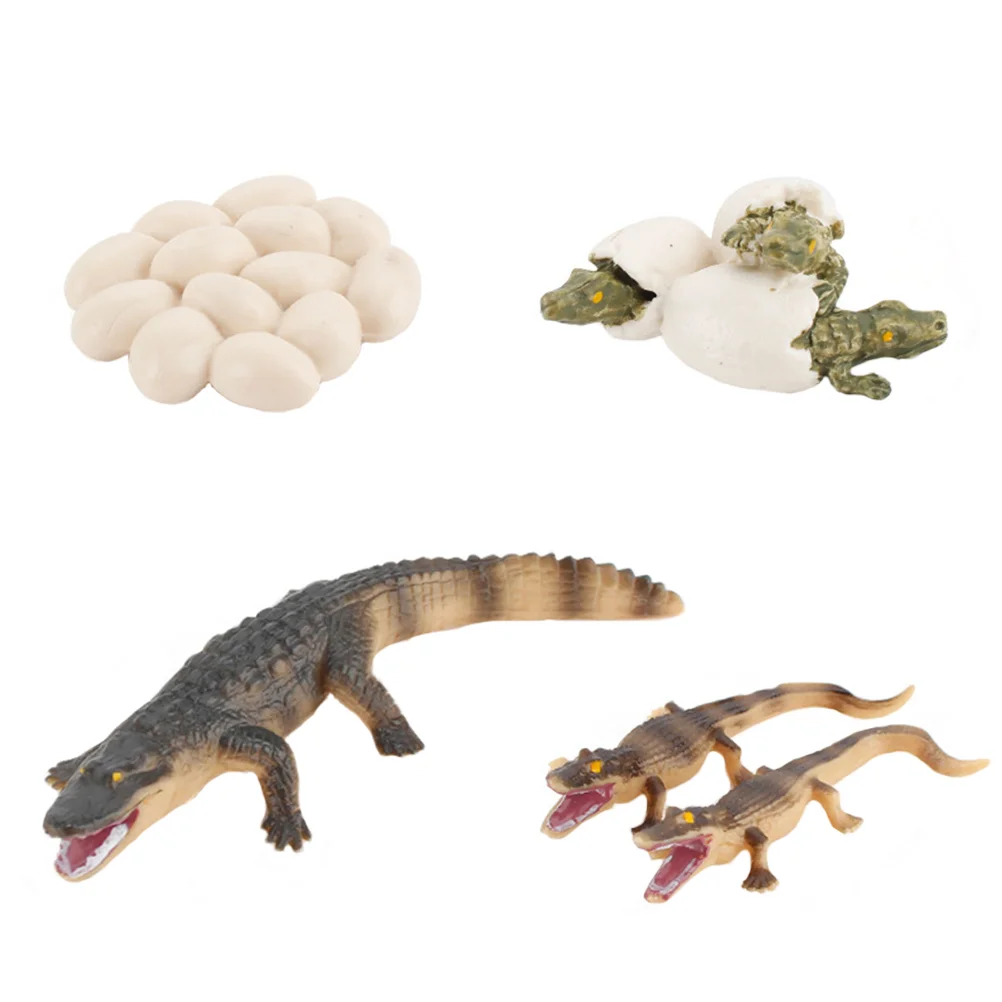 

Cycle Crocodile Model Growth Animal Life Toy Amphibian Miniature Simulation Toys Figurine Educational Sculpture Egg Easter