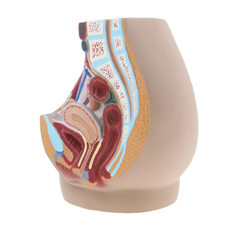 

Female Vagina Anatomical Model Lifesize Median Sagittal Section Human Female Pelvic Cavity Structure Model