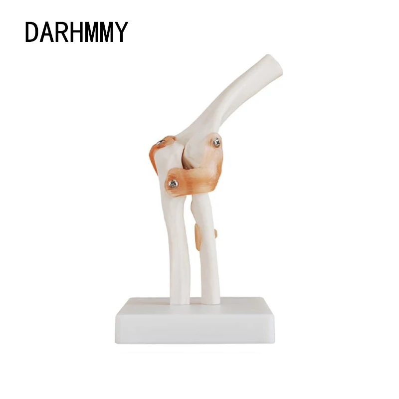 

Медицинская модель для ортопедических суставов DARHMMY в натуральную величину