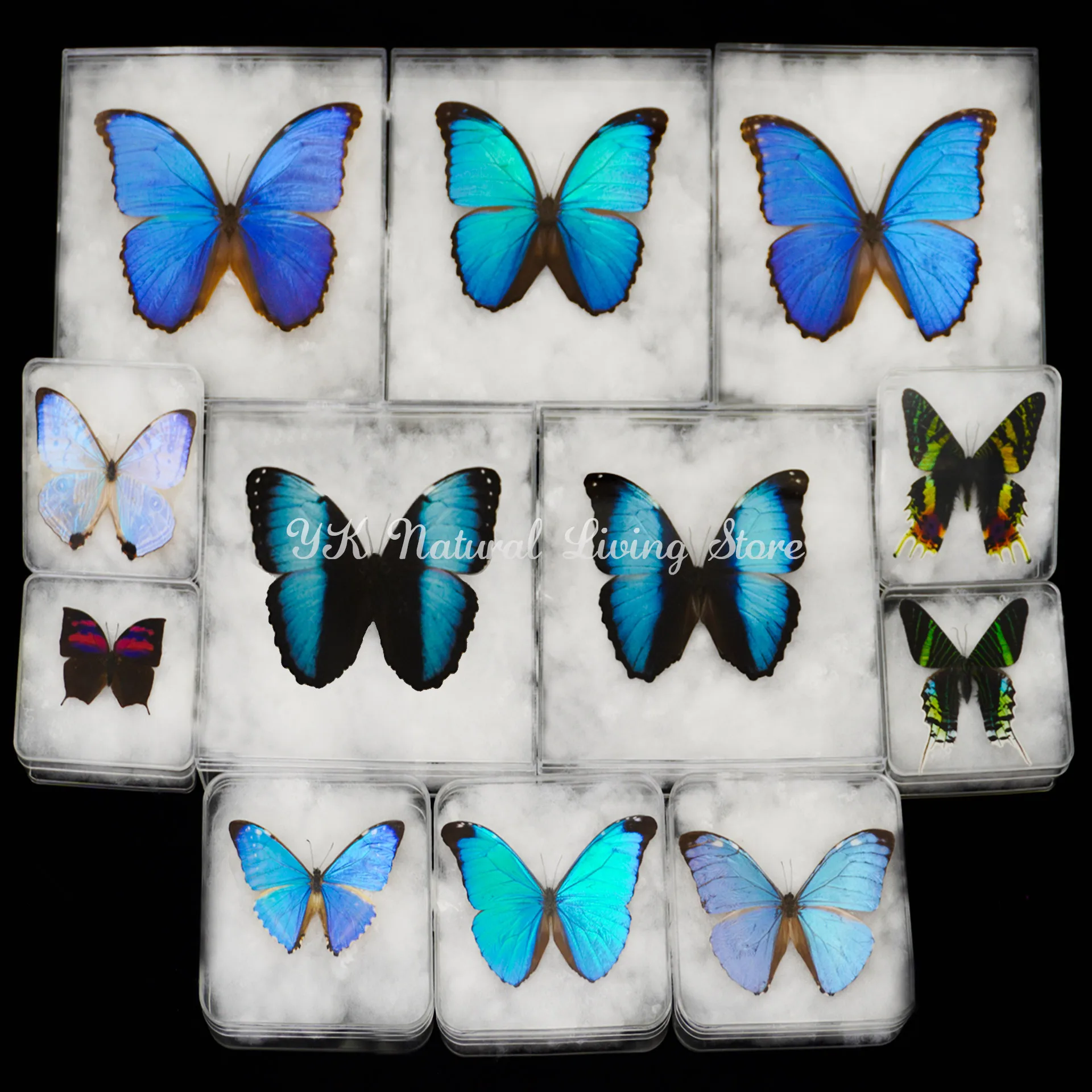 

Large Butterflies Rare Butterfly Specimens Stunning Real ButterFlies Can Be Removed For Decorative Display Collection Gifts