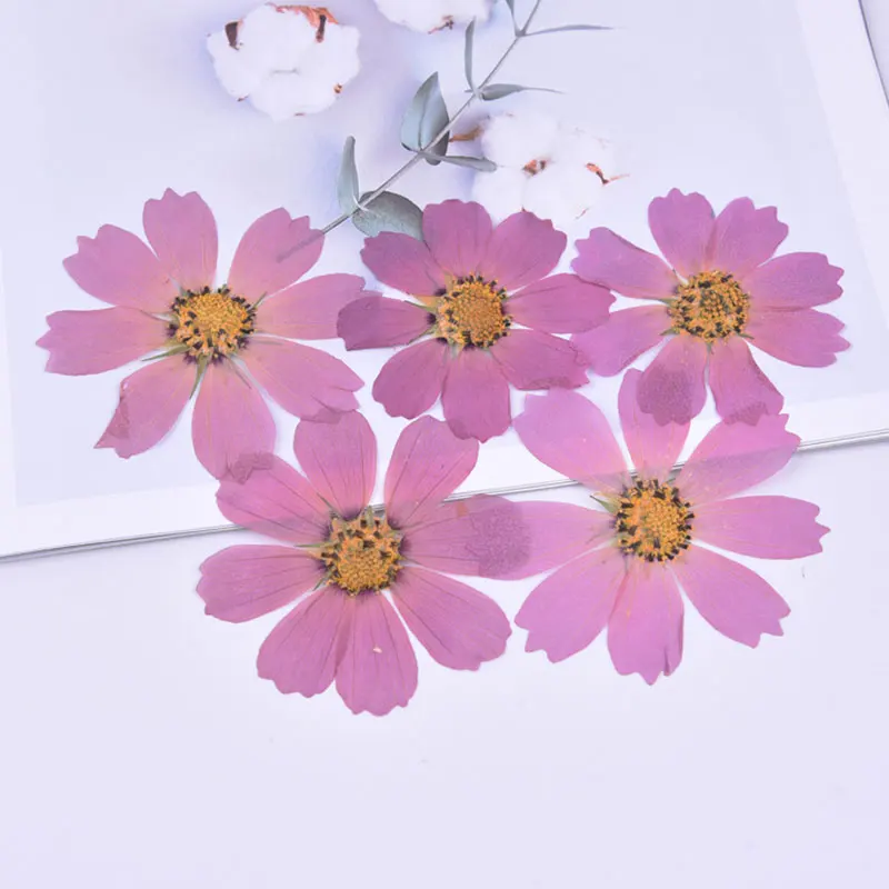 

500pcs/Bag Cosmos Gesang Flower Dried Flower Embossing Teacher's Day Handmade Gift Diy Drip Glue Pressed Flower Phone Case Decor