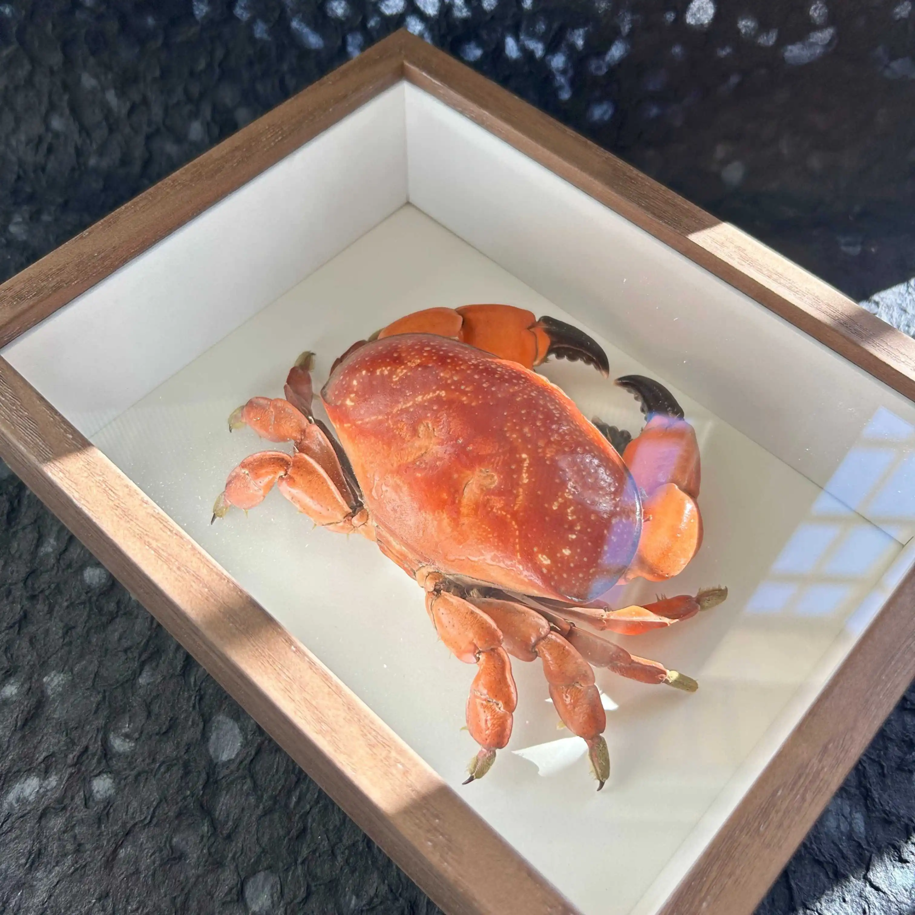 

Статуэтка краба Аиди