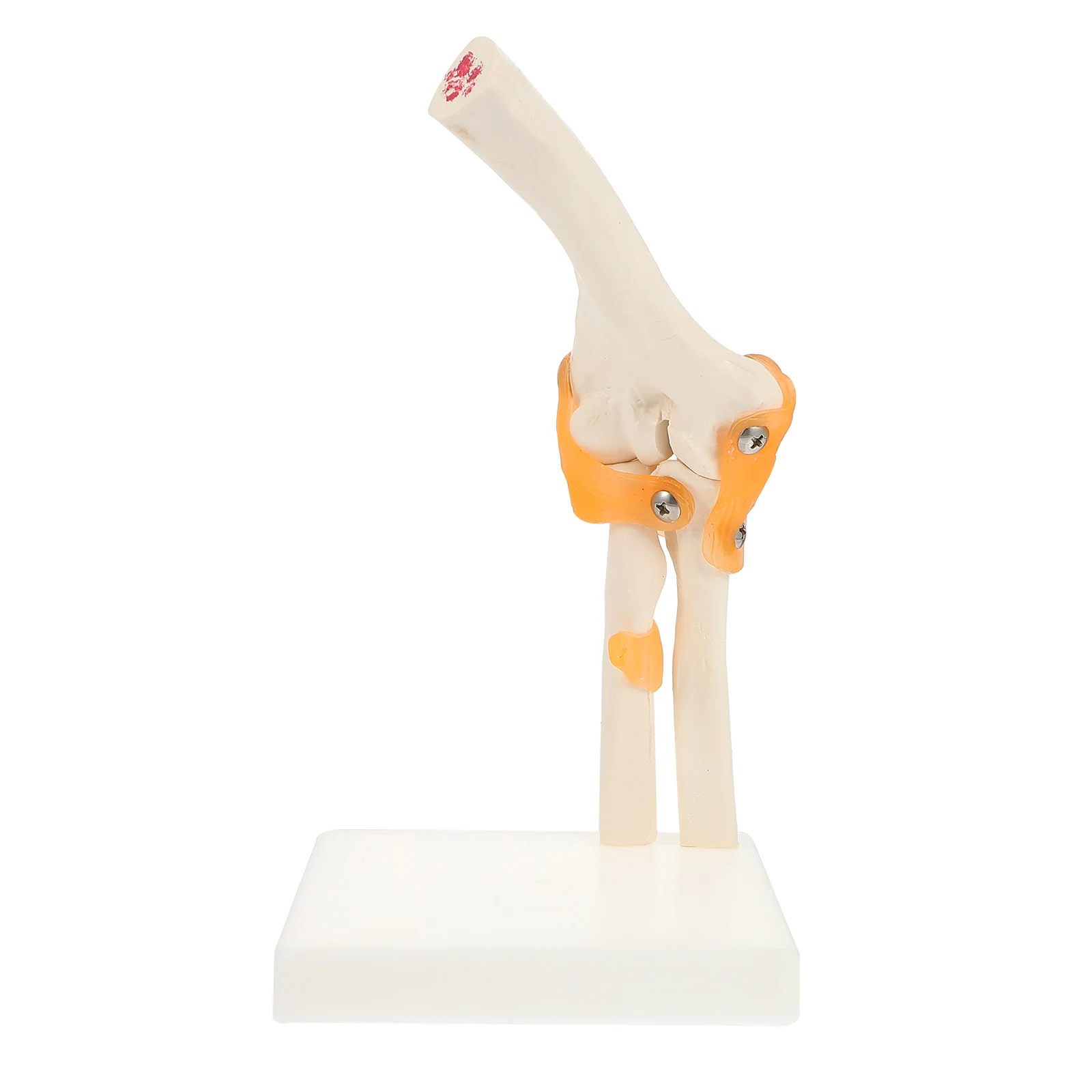 

1 Pc Elbow Joint Model Human Skeleton Model Human Elbow Bone Elbow Model