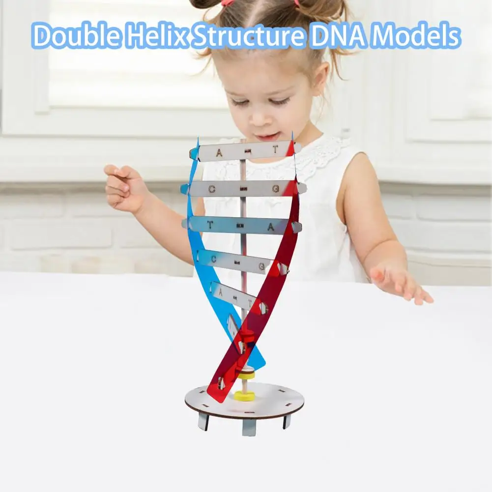 

1 Набор, модели ДНК, развивающие эксперименты, оборудование для обучения, интерактивные модели родителей и детей, новые человеческие модели ДНК, игрушки, детские игрушки