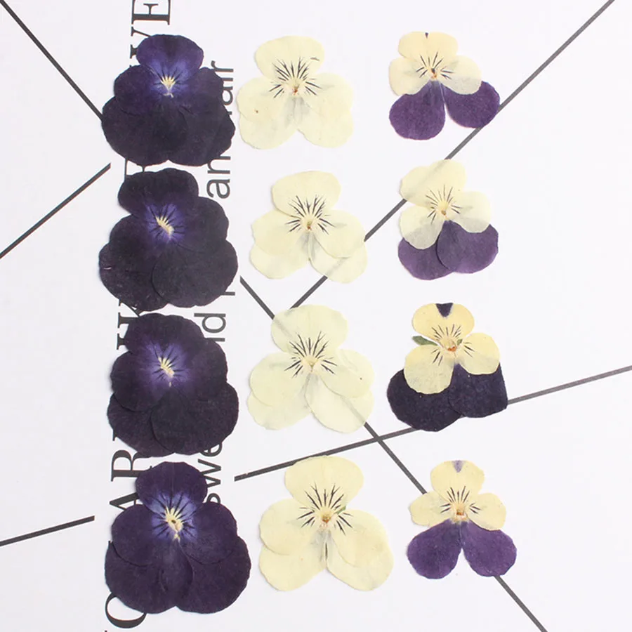 

60pcs Pressed Dried Pansy Corydalis Suaveolens Hance Flower Plants Herbarium For Jewelry Postcard Bookmark Phone Case Craft DIY