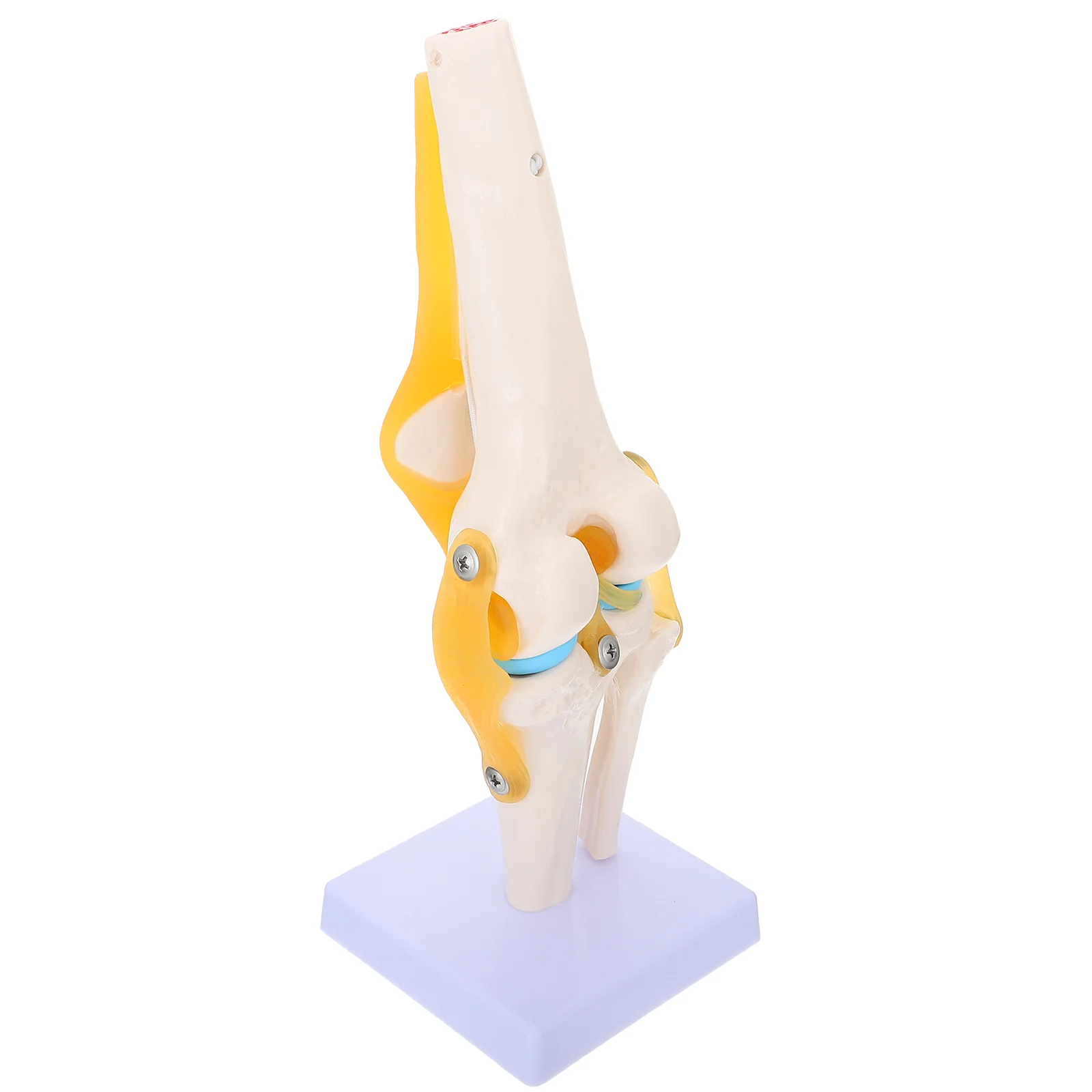 

Knee Model Joint Teaching Life Size Simulation Human Body Ligament Anatomy Medical Pvc Mannequins