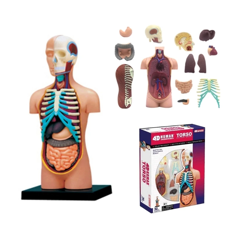 

Human Anatomy Torso Model with Removable Human Organs Model for Kids Students