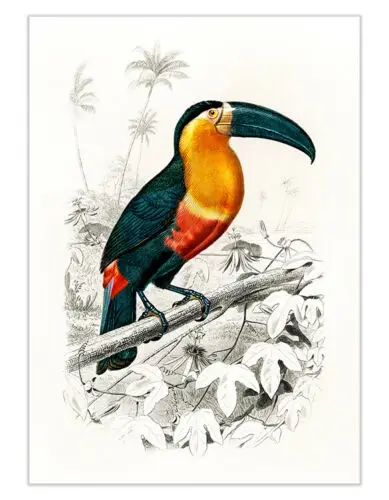Шелковый винтажный постер Toucan с изображением Тропических птиц домашний