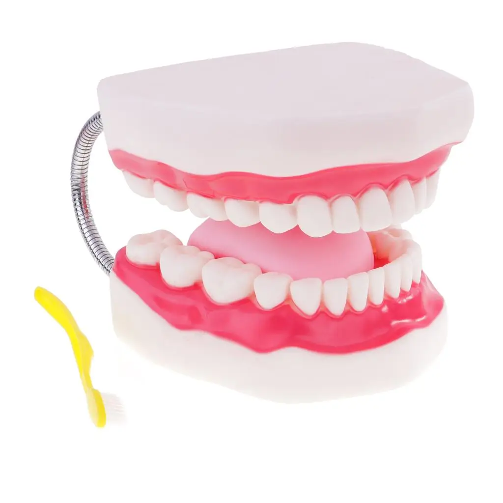 

Human Mouth Teeth Tongue Model School Teaching Tools Teeth Care Display Magnification 6x