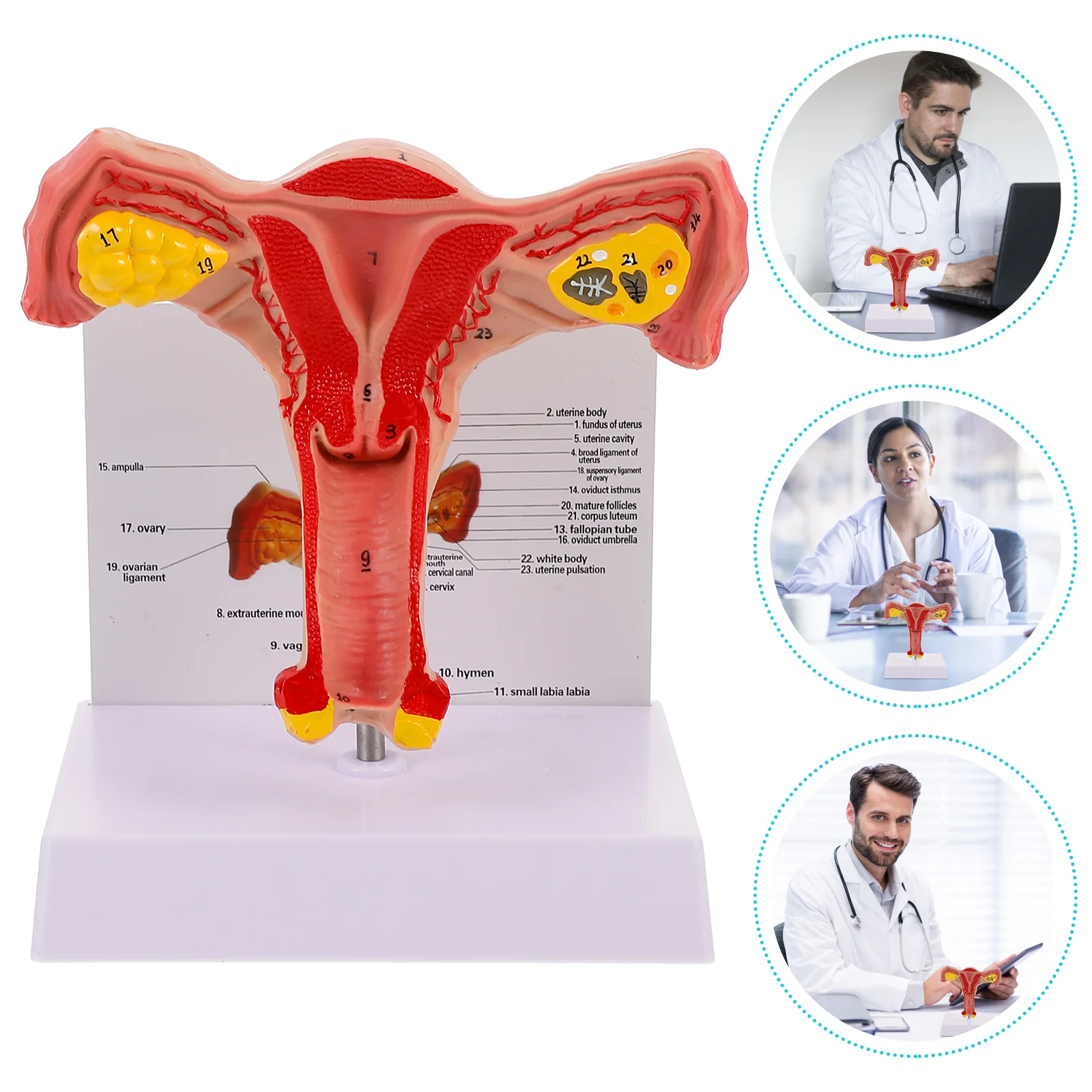 

Clinic Teaching Female Uterus Anatomy Model Model for Clinic Teaching