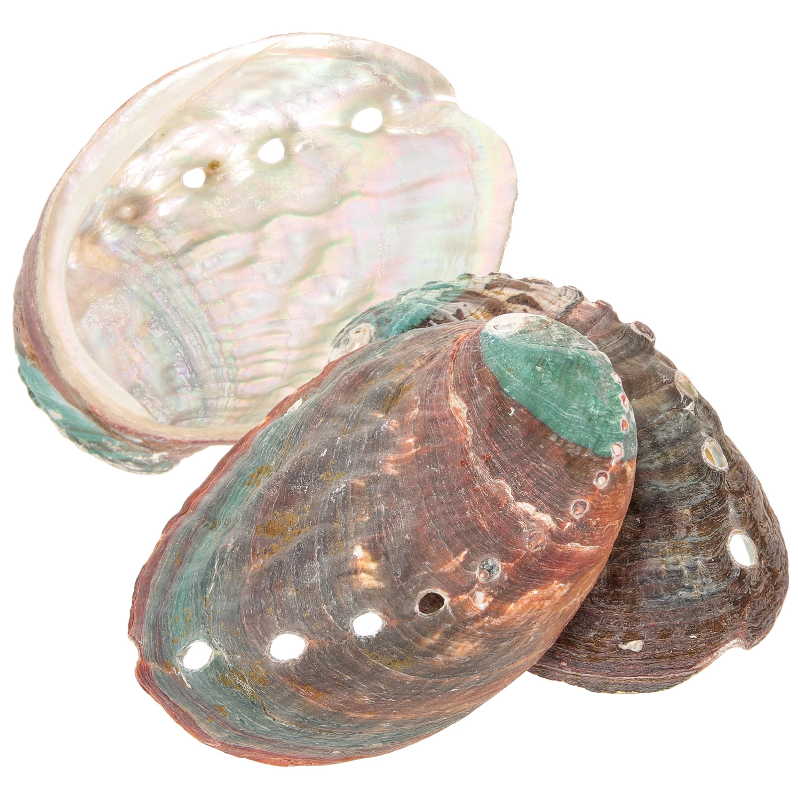 

3 Pcs Abalone Shell Decor Fish Tank Kit Smudge Holder Aquarium Offering Smudging Household Bowl