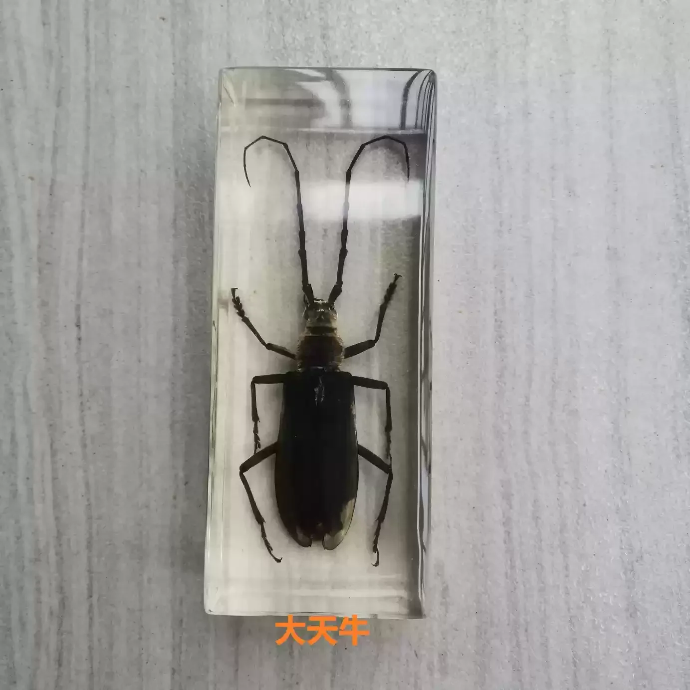 29 Resin Insect Bug Specimen Taxidermy Epoxy Spiders Beetles Model Scorpion Crafts Decoration Ornament