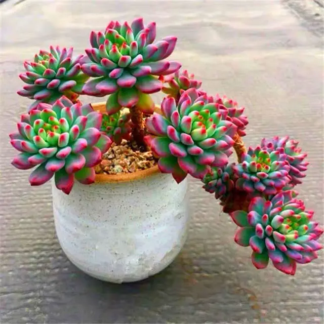 

50 шт. цветных цветов «Echeveria» SS