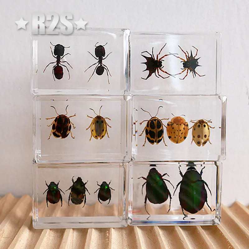 6 шт./партия насекомые в смоле