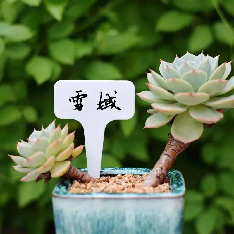 Семена semillas на заказ овощной цветок в горшке этикетка идентификационная