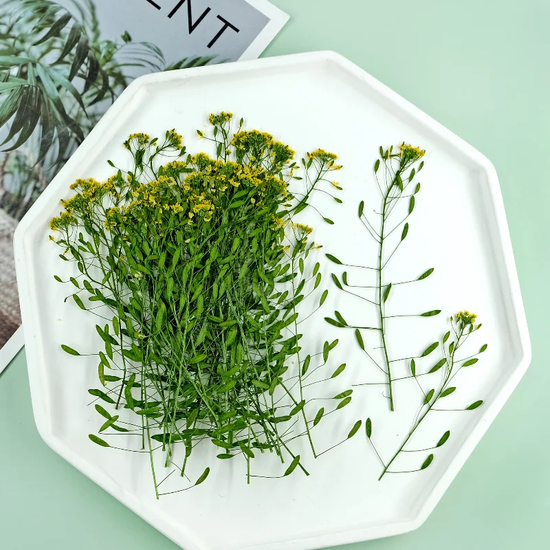 6-9 см/12 шт. натуральный прессованный цветок Draba nemorosa Дикая трава сухой сделай сам