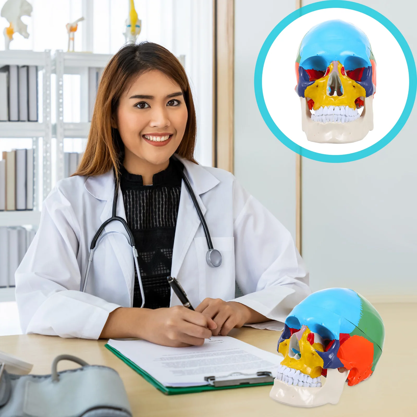 

Анатомическая модель, модель головы, анатомическая модель