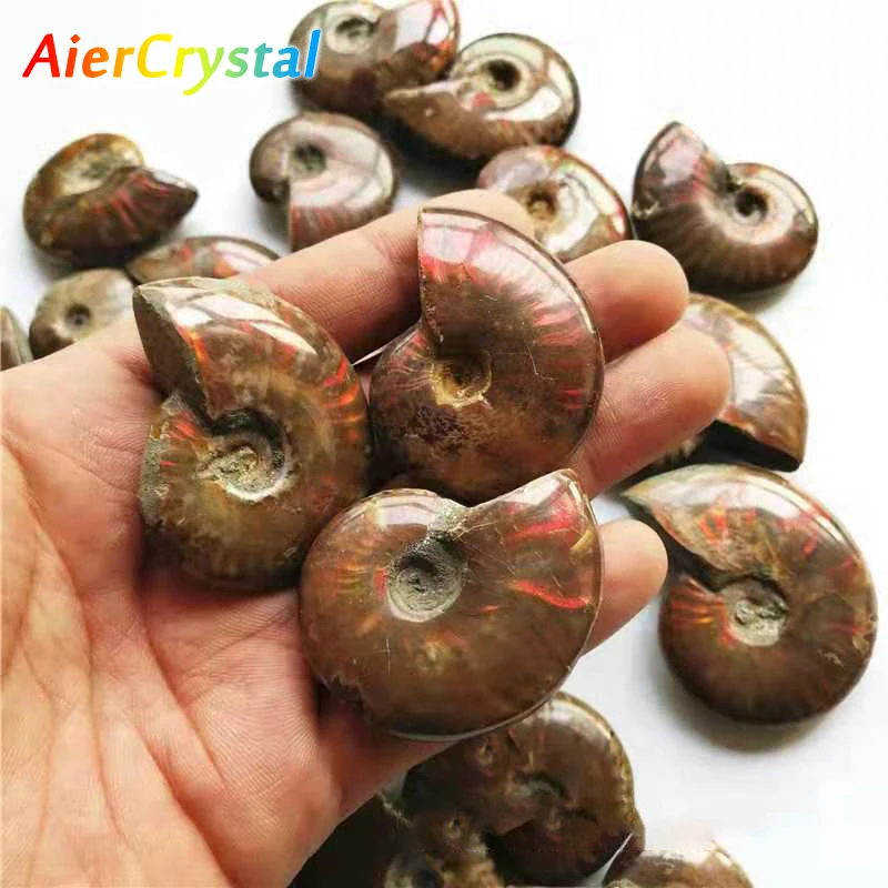 

Natural Ammonites Stone Formed Ore Specimen Colored Jewels Gemstone Stones and Crystal Feng Shui Decor Ore Collection Souvenirs