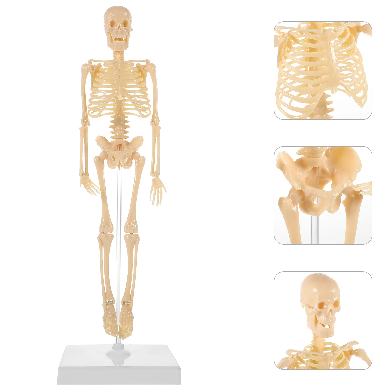 

Human Assembly Manikin Model Mini Kids Suit Puzzle