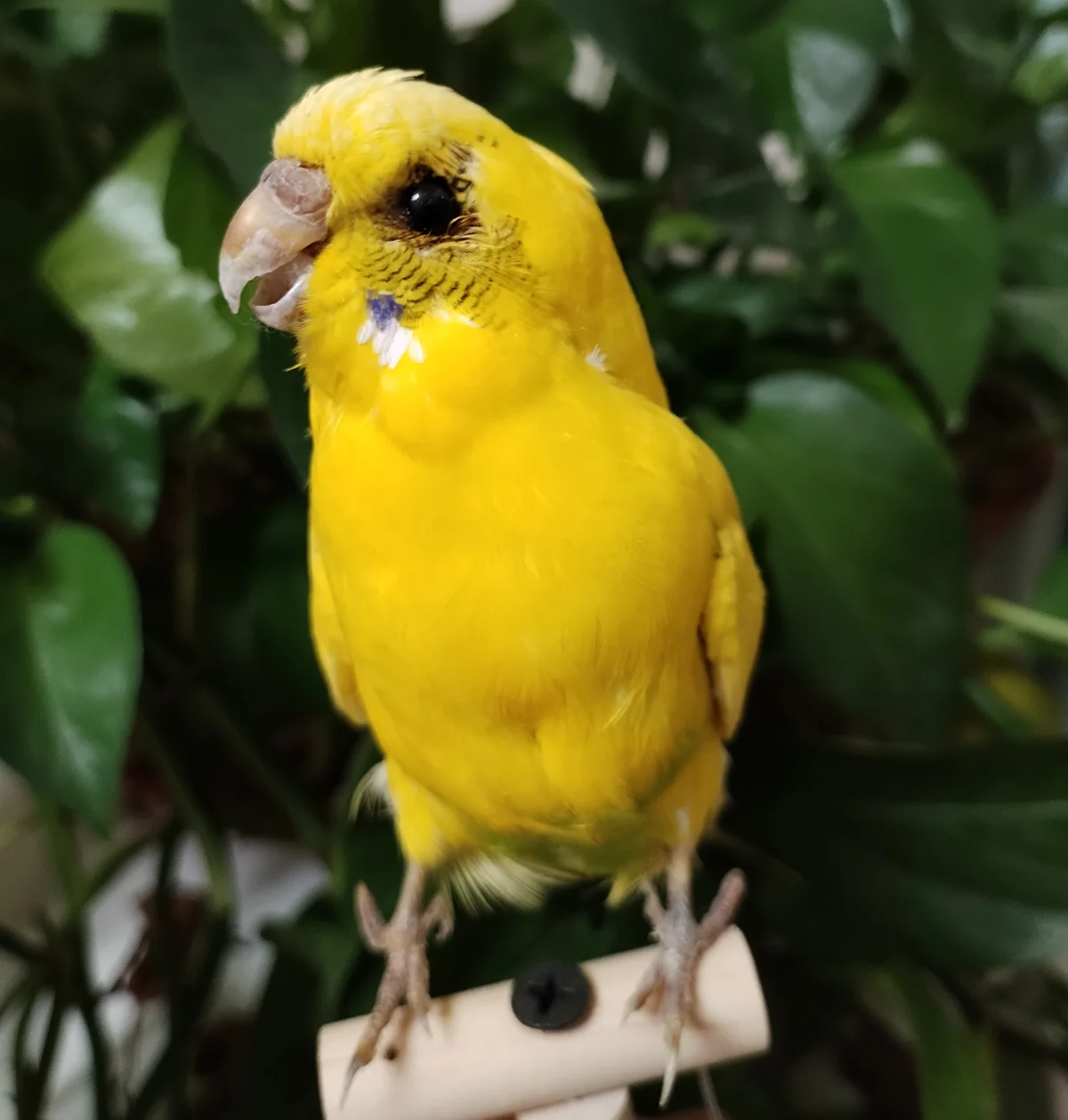Фото Начинка образца настоящего попугая Melopsittacus Budgerigar Budgie, украшение для дома, специальные подарки №3