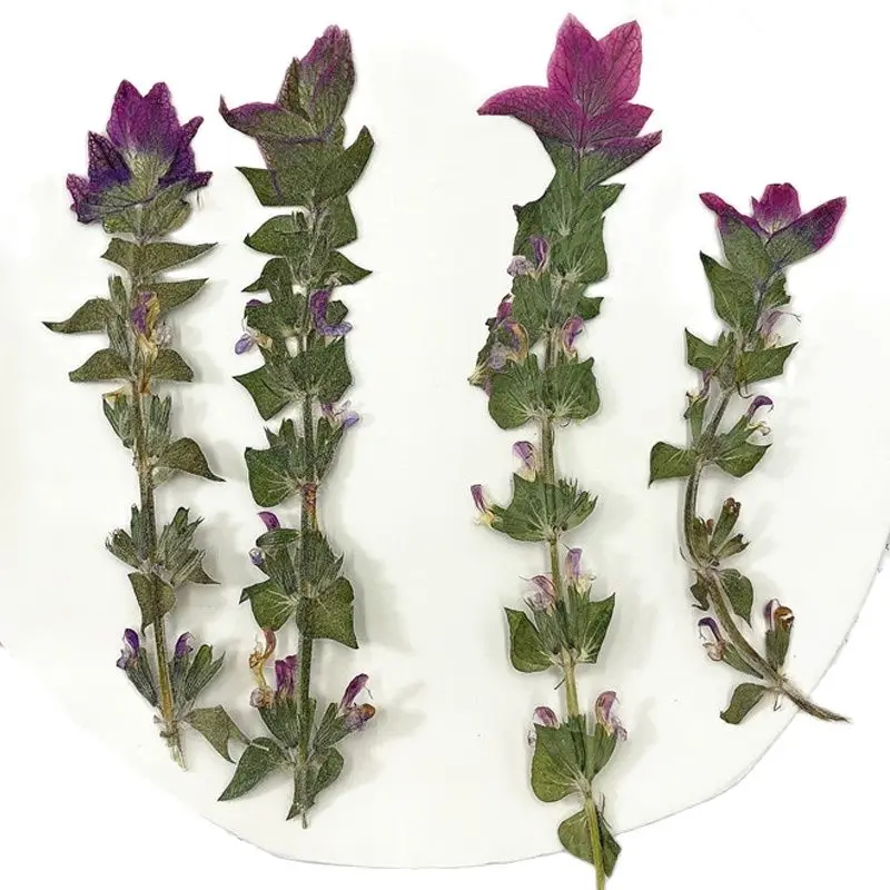 

Unique Sage Dried Flowers For Painting DIY Bookmark Raw Material Free Shipment 120pcs
