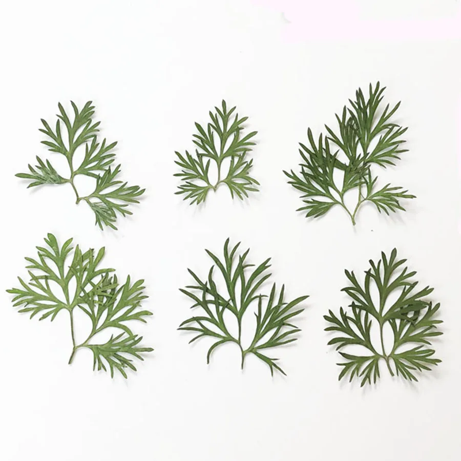 

60pcs Pressed Dried Dyed Green Gaura Lindheimeri Leaves Plant Herbarium For Jewelry Postcard Invitation Card Phone Case DIY