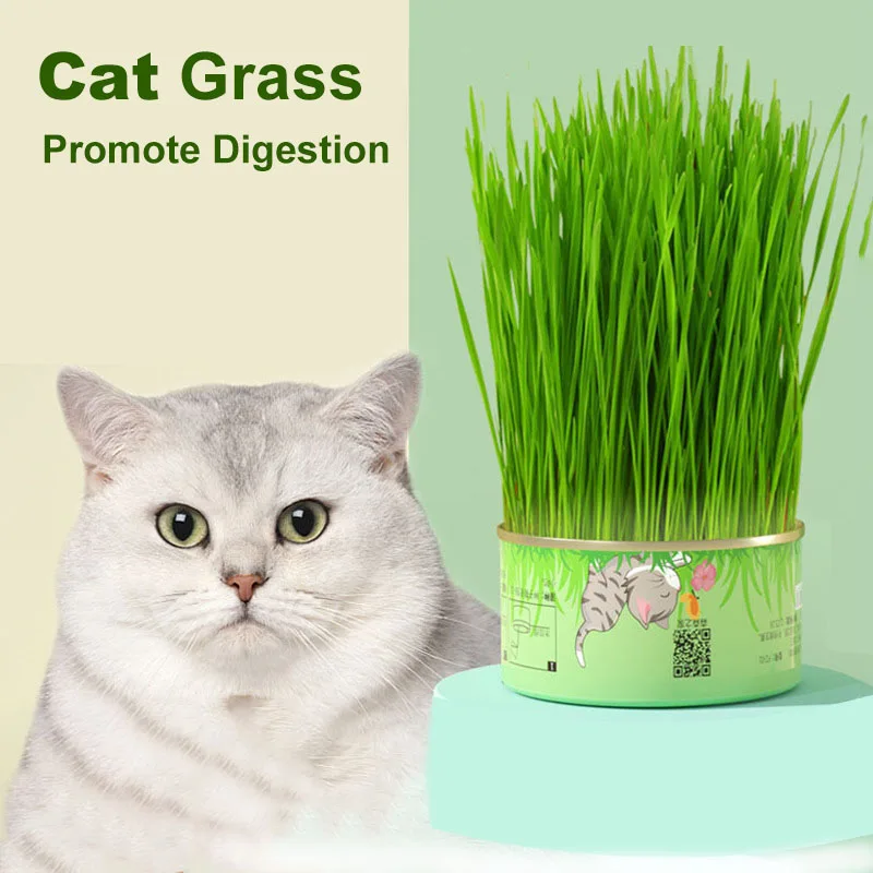 

Magic Cat Grass Can Hydroponic Digestion Aid Wheat Grass Melt Hair Cats Snacks Clean Mouth Catgrass To Prevent Hairballs