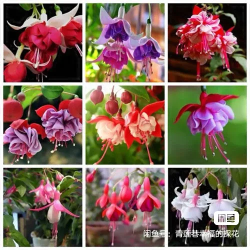

50PCS " Fuchsia hybrida " Semillas