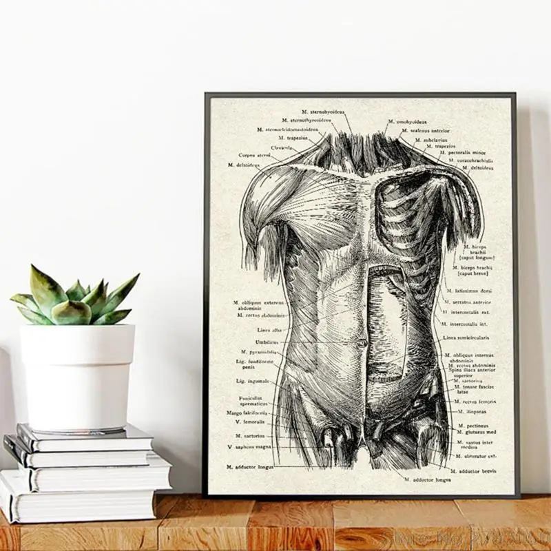 Винтажная картина человеческого искусства медицинская Настенная мышцы скелет